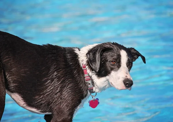 Χαριτωμένος σκύλος κολύμβηση στην δημόσια πισίνα — Φωτογραφία Αρχείου