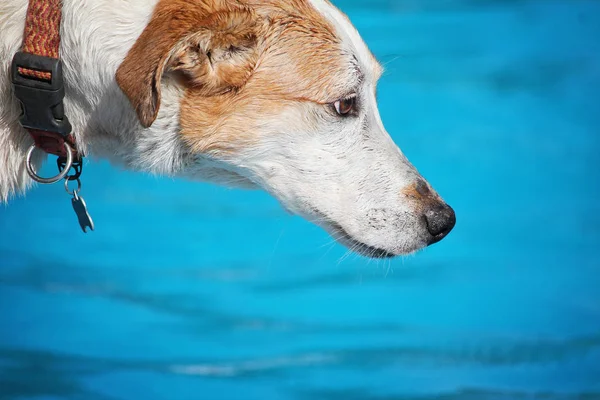 Cute dog swimming in a public pool — Stock Photo, Image