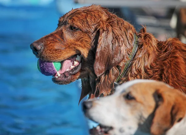 Söt hund simma i en offentlig pool — Stockfoto