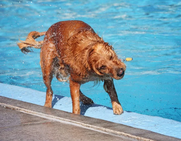 Söt hund simma i en offentlig pool — Stockfoto