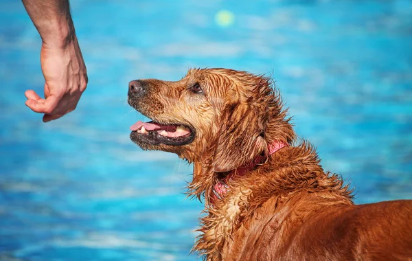 Aranyos kutya úszás egy nyilvános medence — Stock Fotó