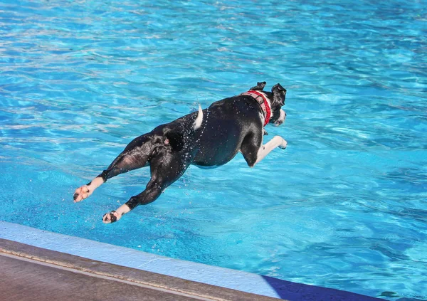 Söt hund simma i en offentlig pool — Stockfoto