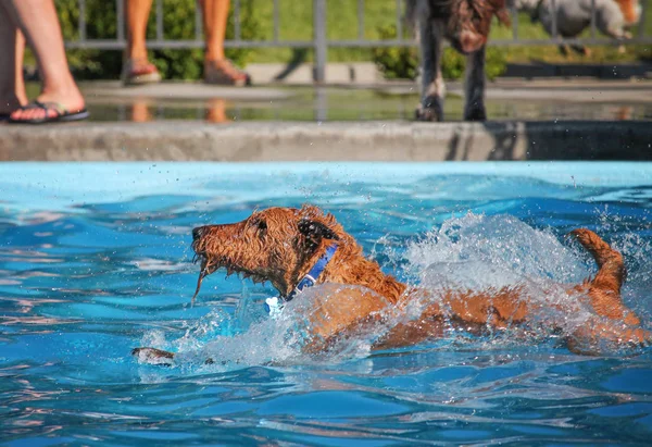 Söt hund simma i en offentlig pool — Stockfoto