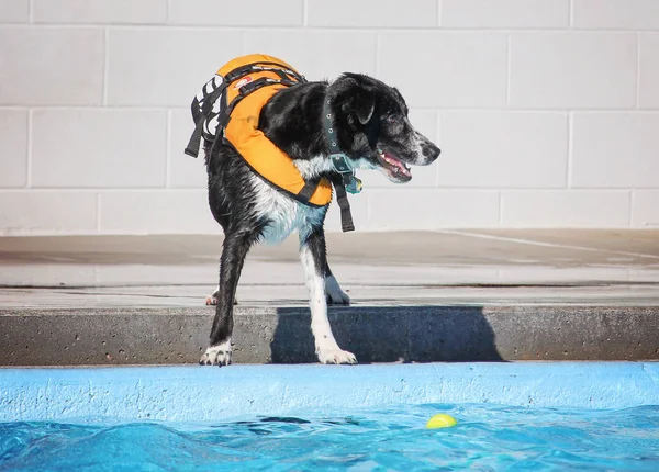 Lindo perro nadando en una piscina pública — Foto de Stock