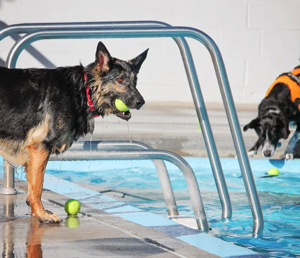 Roztomilý psů ve veřejném bazénu — Stock fotografie