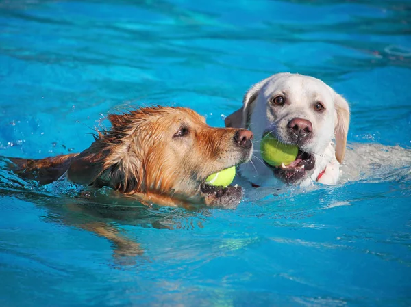 Cute dogs  in a public pool — Stock Photo, Image