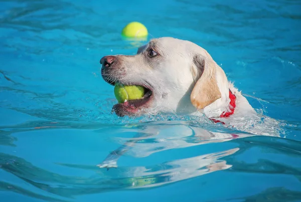 Cão se divertindo — Fotografia de Stock