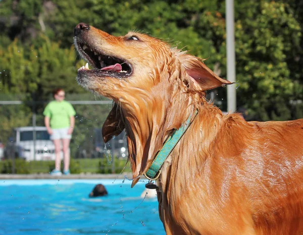 Mignon chien nageant dans une piscine publique — Photo