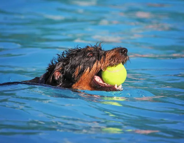 Милая собака плавает в общественном бассейне — стоковое фото