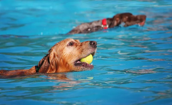 Simpatici cani in una piscina pubblica — Foto Stock