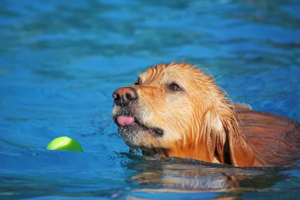 Lindo perro nadando en una piscina pública — Foto de Stock