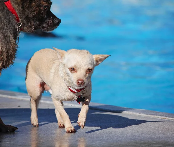 Bonito cão natação em uma piscina pública — Fotografia de Stock