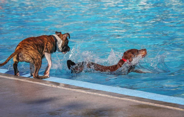 Leuke honden in een openbaar zwembad — Stockfoto