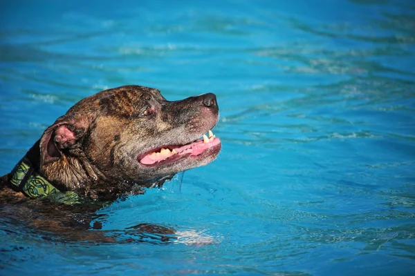 Χαριτωμένος σκύλος κολύμβηση στην δημόσια πισίνα — Φωτογραφία Αρχείου