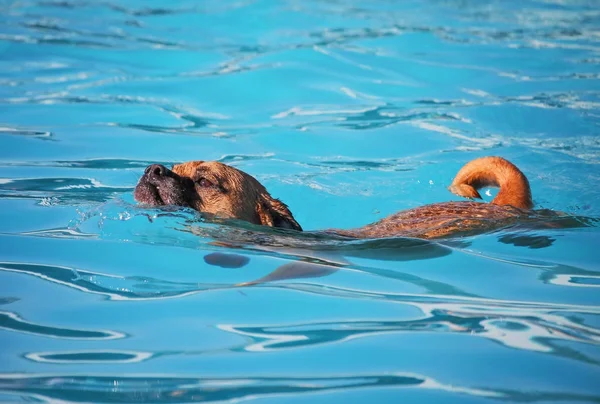 Carino cane nuotare in una piscina pubblica — Foto Stock