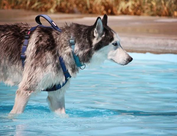 Söt hund simma i en offentlig pool — Stockfoto