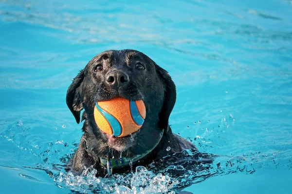 Dog playing at a public pool — Stock Photo, Image