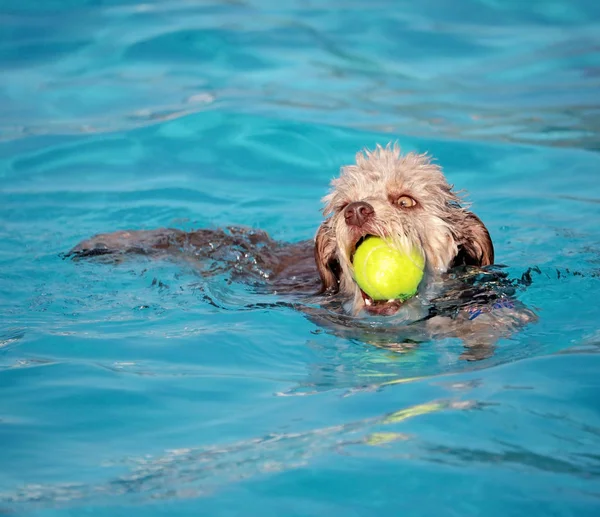在公共游泳池玩耍的狗 — 图库照片