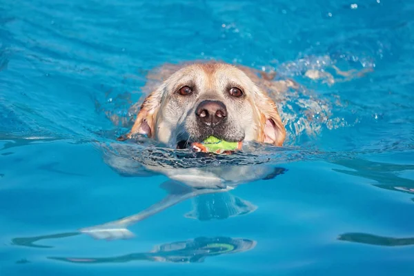 Hunden spelar på en allmän pool — Stockfoto