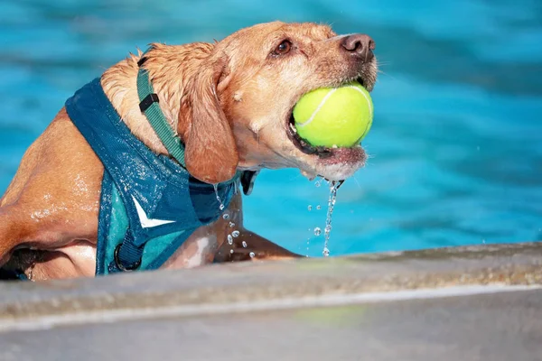 Perro jugando en una piscina pública — Foto de Stock