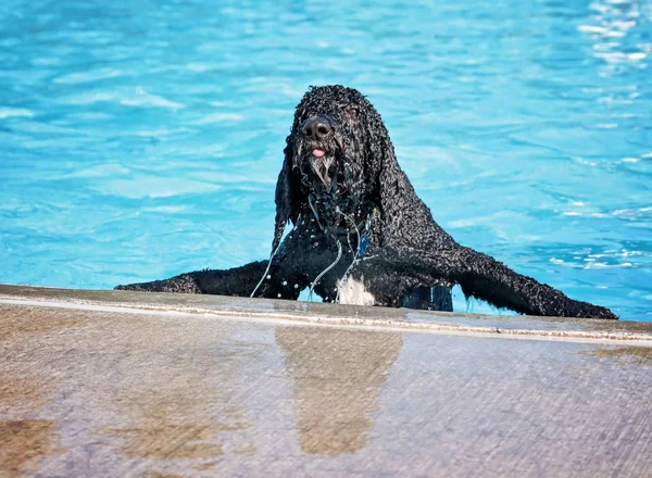 Hund spielt in einem öffentlichen Schwimmbad — Stockfoto