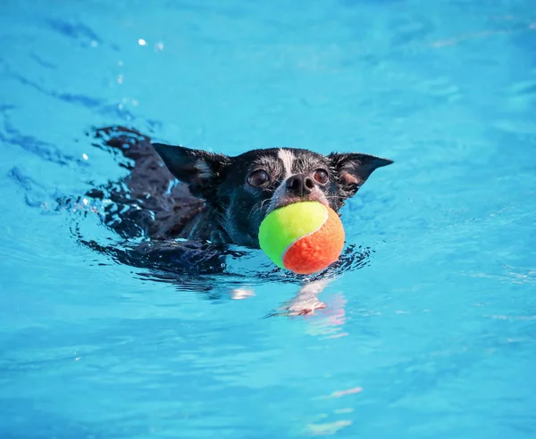 Chien jouant dans une piscine publique — Photo