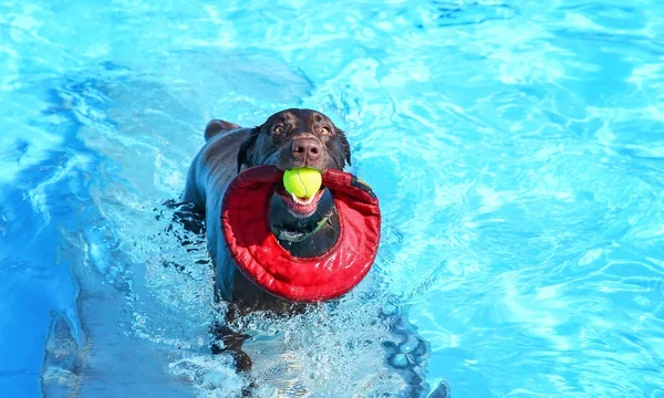 Cão brincando em uma piscina pública — Fotografia de Stock