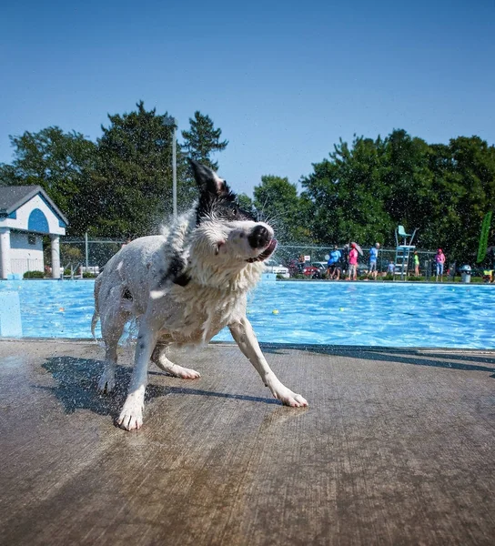 Dog playing at a public pool — Stock Photo, Image