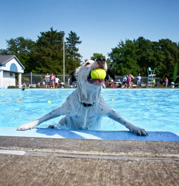 Chien jouant dans une piscine publique — Photo