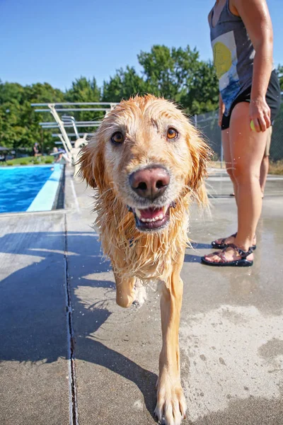 Hunden spelar på en allmän pool — Stockfoto