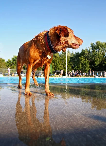 Собака играет в общественном бассейне — стоковое фото