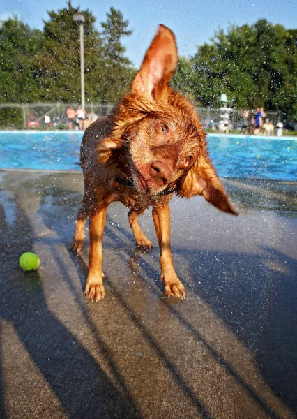 Dog playing at a public pool — Stock Photo, Image