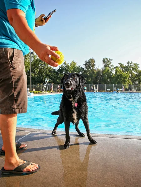Собака играет в общественном бассейне — стоковое фото