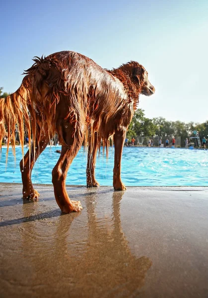 Hunden spelar på en allmän pool — Stockfoto