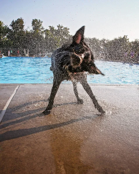 Egy nyilvános medence játék kutya — Stock Fotó