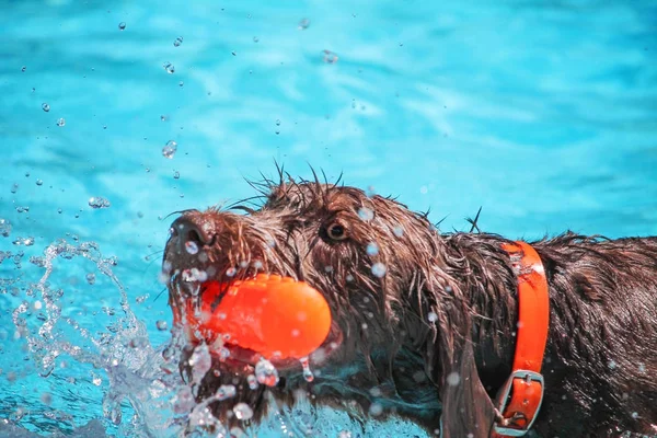 Hund hat Spaß — Stockfoto