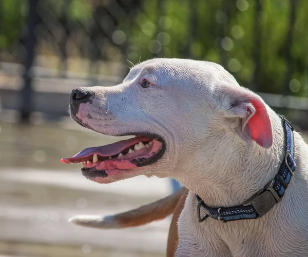 Cão se divertindo — Fotografia de Stock