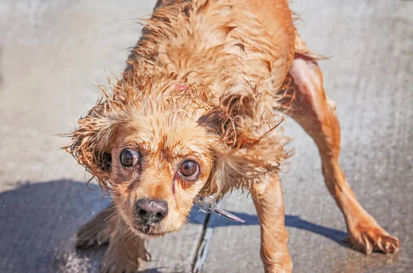 Perro divertirse — Foto de Stock