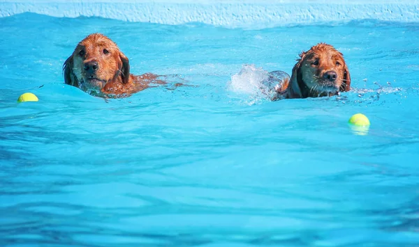 Een hond plezier op een lokale openbaar zwembad — Stockfoto