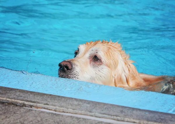 可爱的狗在公共游泳池游泳 — 图库照片