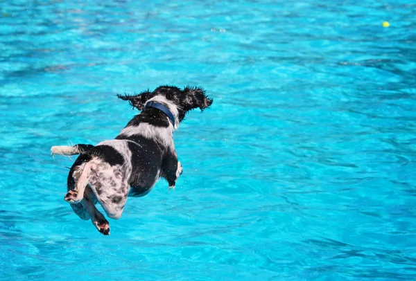 Aranyos kutya úszás egy nyilvános medence — Stock Fotó