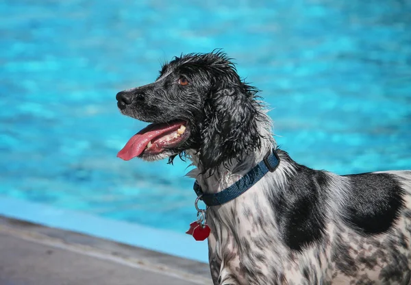 Mignon chien nageant dans une piscine publique — Photo