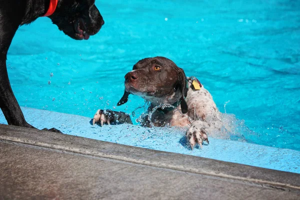 Słodkie psy w publicznym basenie — Zdjęcie stockowe