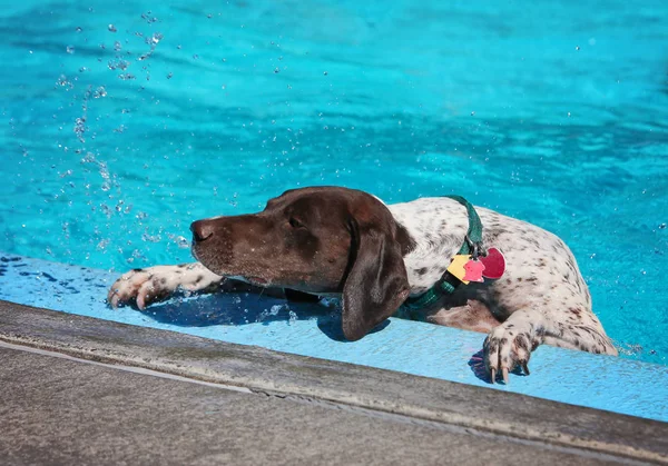 Söt hund simma i en offentlig pool — Stockfoto