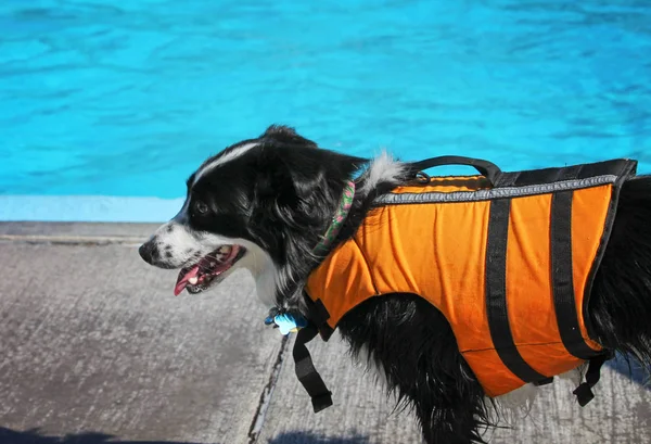 Schattige hond zwemmen in een openbaar zwembad — Stockfoto