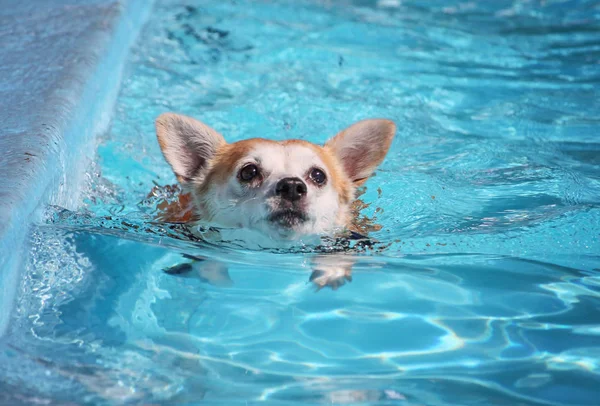 Bonito cão natação em uma piscina pública — Fotografia de Stock