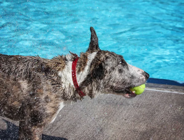 Ładny pies pływanie w basenie publicznym — Zdjęcie stockowe