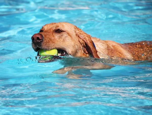 Милая собака плавает в общественном бассейне — стоковое фото