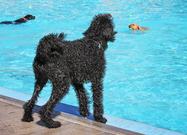 Lindo perro nadando en una piscina pública — Foto de Stock