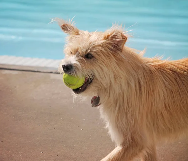 Schattige hond zwemmen in een openbaar zwembad — Stockfoto